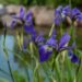 1889_8831_Iris_versicolor_Dark_Aura__3.JPG