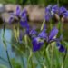 1889_8831_Iris_versicolor_Dark_Aura__3.JPG