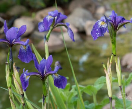 1889_8832_Iris_versicolor_Dark_Aura__5.JPG