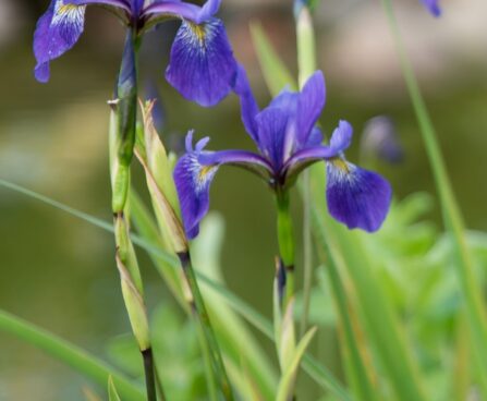 1889_8833_Iris_versicolor_Dark_Aura__2.JPG