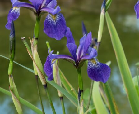 1889_8834_Iris_versicolor_Dark_Aura__4.JPG