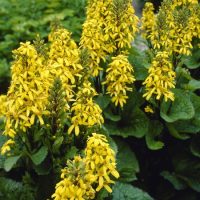 1893_7233_Ligularia_Little_Lantern_Photo_Darwinplants.jpg