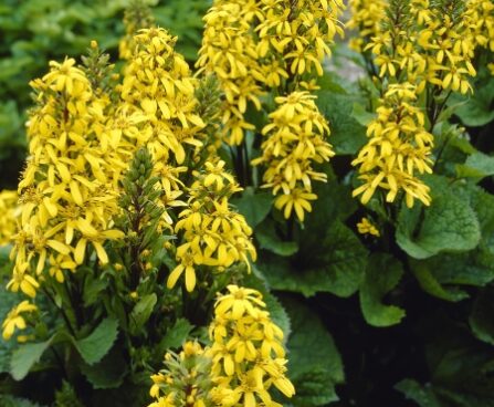 1893_7233_Ligularia_Little_Lantern_Photo_Darwinplants.jpg