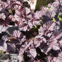 astilbe, hiina `Dark Side of the Moon`