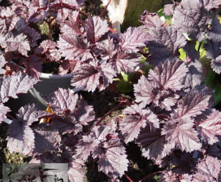 astilbe, hiina `Dark Side of the Moon`