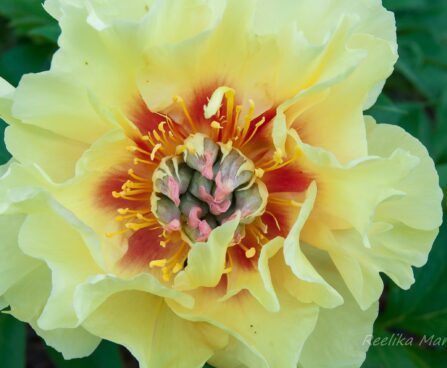 1895_7576_Paeonia_Itoh_Garden_Treasure_.JPG