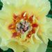 1895_7576_Paeonia_Itoh_Garden_Treasure_.JPG