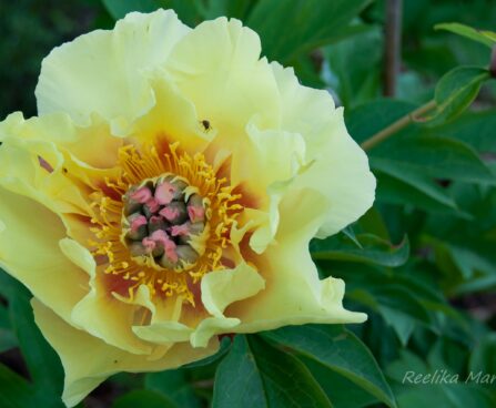 1895_7577_Paeonia_Itoh_Garden_Treasure__2.JPG