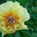 1895_7577_Paeonia_Itoh_Garden_Treasure__2.JPG
