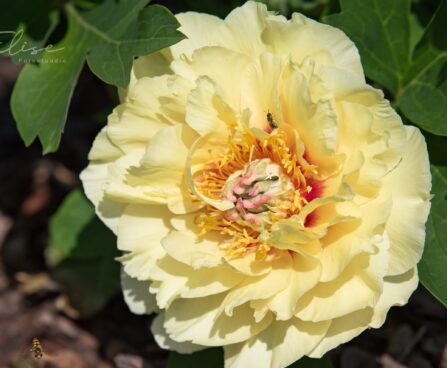 1895_8781_Paeonia_Itoh_Garden_Treasure_.JPG