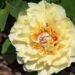 1895_8781_Paeonia_Itoh_Garden_Treasure_.JPG