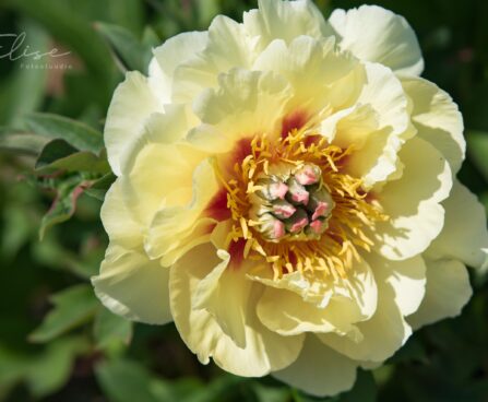 1895_8782_Paeonia_Itoh_Garden_Treasure__2.JPG