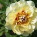 1895_8782_Paeonia_Itoh_Garden_Treasure__2.JPG