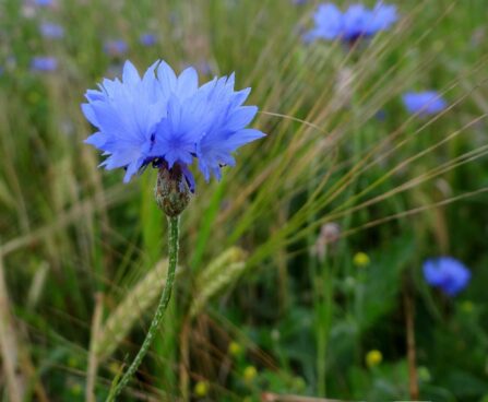 rukkilill