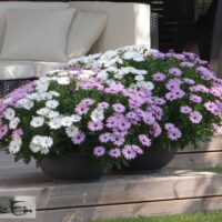 Osteospermum fruticosum Mix-kuldkakar