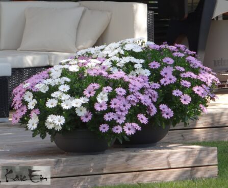 Osteospermum fruticosum Mix-kuldkakar