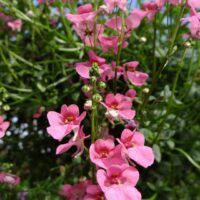 Diascia barberae kaksikkannus