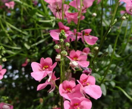 Diascia barberae kaksikkannus