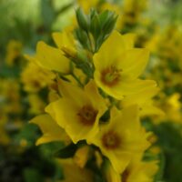 Lysimachia punctata ` Golden Alexander`-täpinne metsvits
