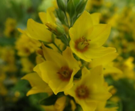 Lysimachia punctata ` Golden Alexander`-täpinne metsvits