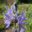 Camassia leichtlinii `Caerulea`-preeriaküünal