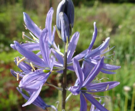 Camassia leichtlinii `Caerulea`-preeriaküünal