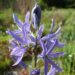 Camassia leichtlinii `Caerulea`-preeriaküünal