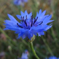 Centaurea cyanus -rukkilill2