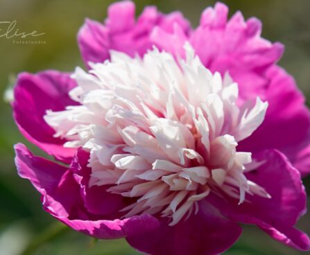 1897_8785_Paeonia_lactiflora_Celebrity__2.JPG