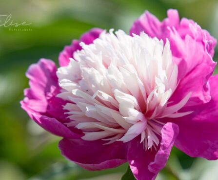 1897_8786_Paeonia_lactiflora_Celebrity_.JPG