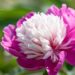 1897_8786_Paeonia_lactiflora_Celebrity_.JPG