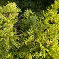 Pinus strobus `Squiggles`3