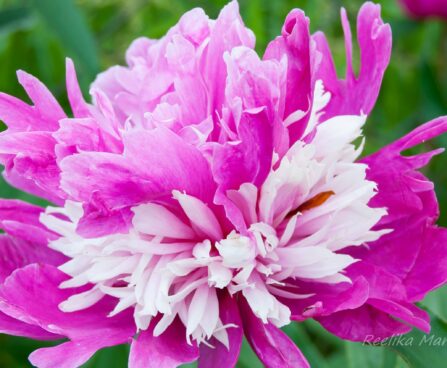 1898_7585_Paeonia_lactiflora_Sorbet__2.JPG