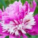 1898_7585_Paeonia_lactiflora_Sorbet__2.JPG