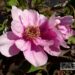 põõsaspojeng pink Foto Kaie Ein