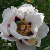 Paeonia × suffruticosa-põõsaspojeng