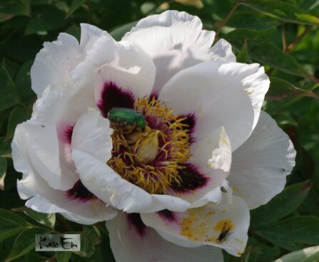 Paeonia × suffruticosa-põõsaspojeng