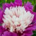 1898_7586_Paeonia_lactiflora_Sorbet__3.JPG