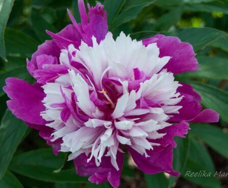 1898_7587_Paeonia_lactiflora_Sorbet__4.JPG