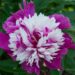 1898_7587_Paeonia_lactiflora_Sorbet__4.JPG
