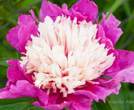 1898_7588_Paeonia_lactiflora_Sorbet_.JPG