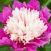 1898_7588_Paeonia_lactiflora_Sorbet_.JPG