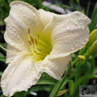 Hemerocallis- päevaliilia ‘Arctic Snow’2