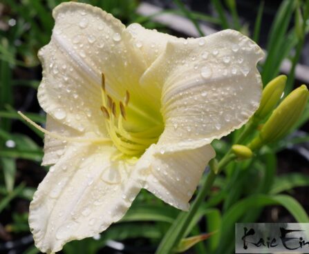 Hemerocallis- päevaliilia ‘Arctic Snow’2