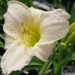 Hemerocallis- päevaliilia ‘Arctic Snow’2