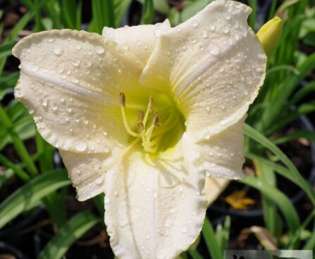 Hemerocallis- päevaliilia ‘Arctic Snow’