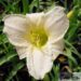 Hemerocallis- päevaliilia ‘Arctic Snow’