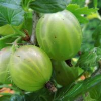 seedri-puukool-karusmari-grossularia-ribes-uva-crispa-mucurines-1