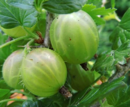 seedri-puukool-karusmari-grossularia-ribes-uva-crispa-mucurines-1