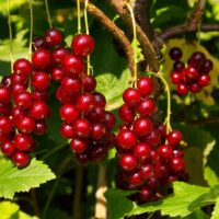 PUNANE SÕSTAR RIBES RUBRUM 'JUNIFER' seedri pk foto